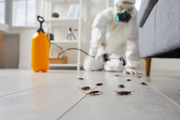 Trusted Termite Control service in Ketchum, ID - Nex Pest Control